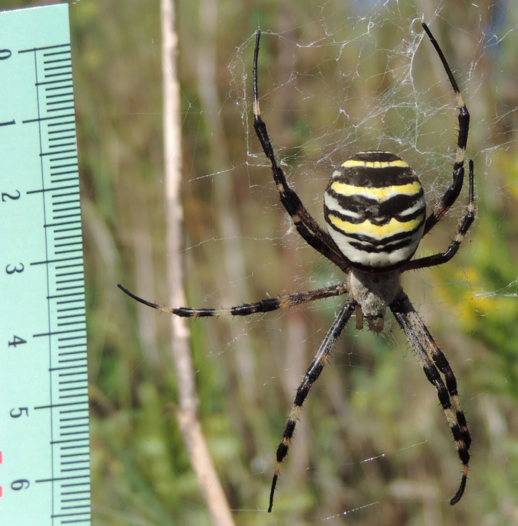 Argiope bruennichi